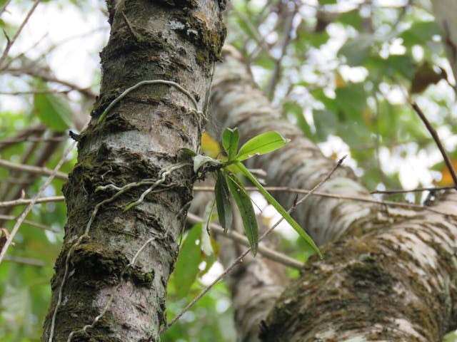 圖一、溪頭風蘭（Thrixspermum saruwatarii）。