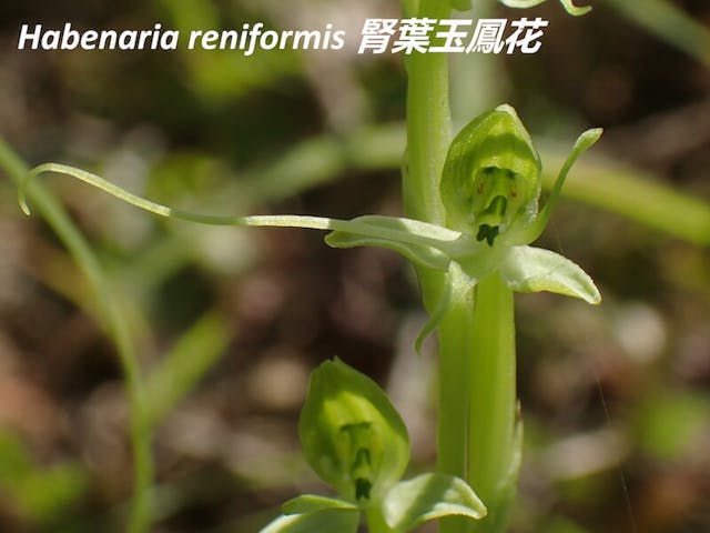 圖四、腎葉玉鳳花（Habenaria reniformis）