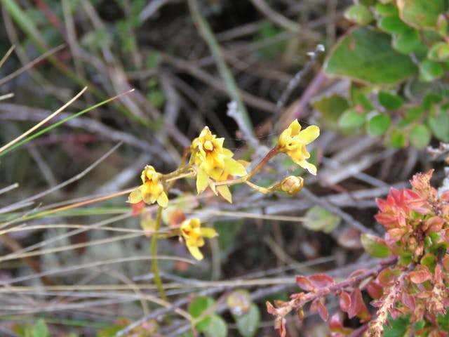 圖三十一、文心蘭（Oncidium planilabre）