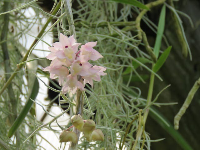 圖二十二：石斛蘭（Dendrobium aduncum）