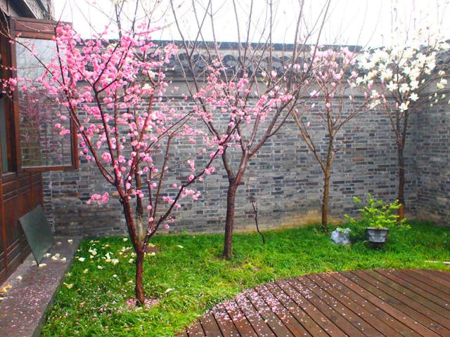 人間四月芳菲盡，山寺桃花始盛開。