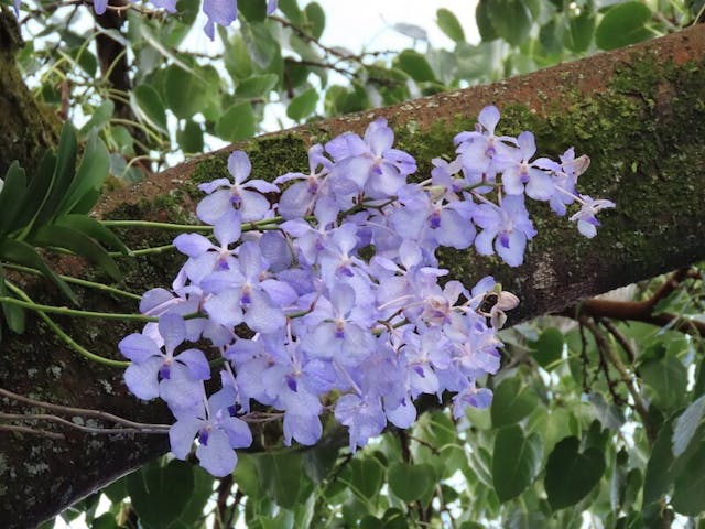 （圖一）筆者今次西雙版納考察重點是要趁大花萬代蘭（Vanda coerulea）的花期進行拍攝。