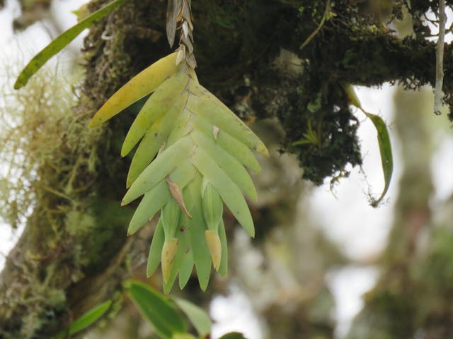 圖五、厄律辛納蘭（Psygmorchis pusilla）