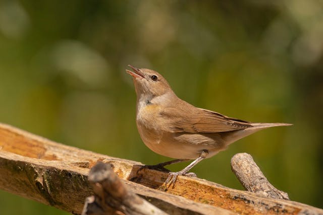 長途遷徙的鳥類通常在遠行前吃得更多。（Shutterstock）