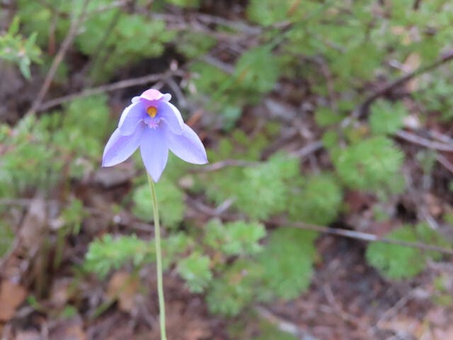 圖二十七：太陽蘭Thelymitra crinita（Blue Lady Orchid）