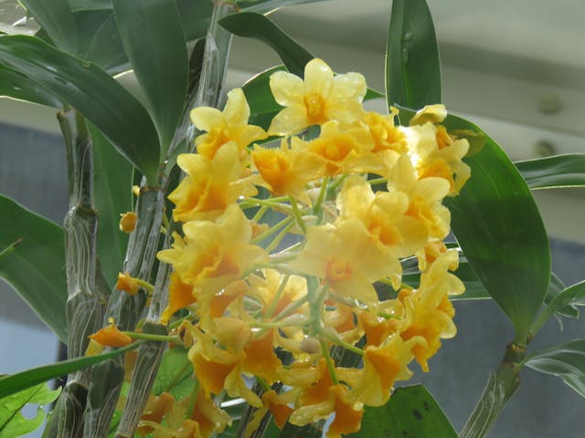 圖二十：石斛蘭（Dendrobium densiflorum）。