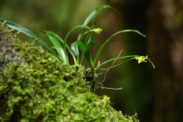 圖九，風蘭屬Angraecum ochraceum