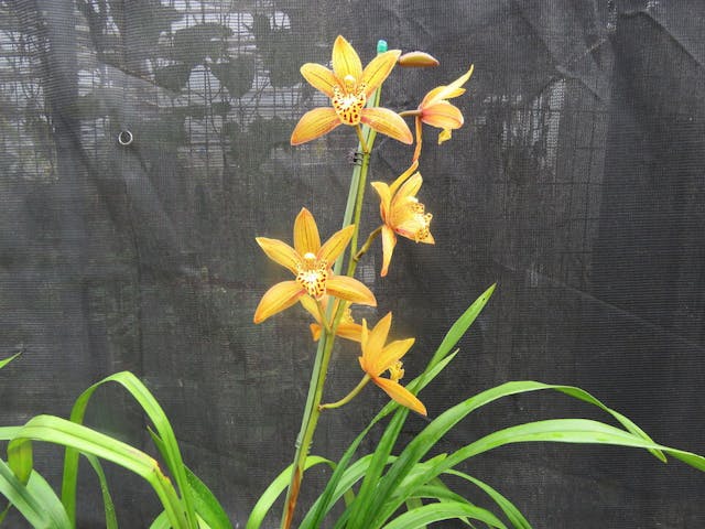 圖七、西藏虎頭蘭（Cymbidium tracyanum）。