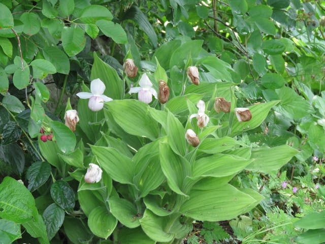 圖十二：杓蘭（Cypripedium reginae）。