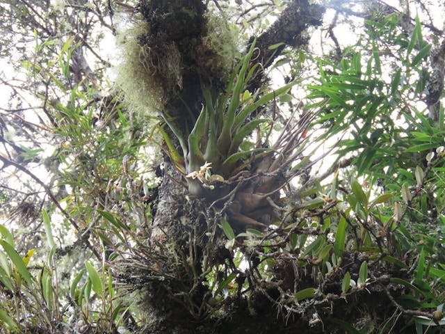 圖五、腋唇蘭（Maxillaria sp.）