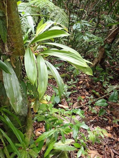 圖七：貝母蘭（Coelogyne sp.）的果莢剛剛爆開。