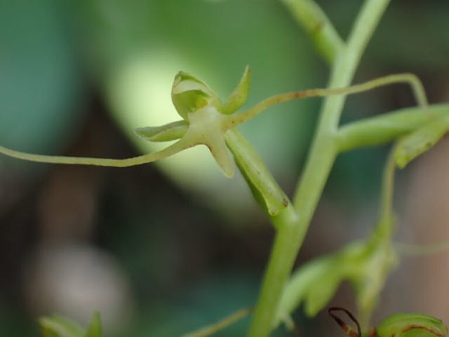 圖三十九：長鬚闊蕊蘭（Peristylus calcaratus）