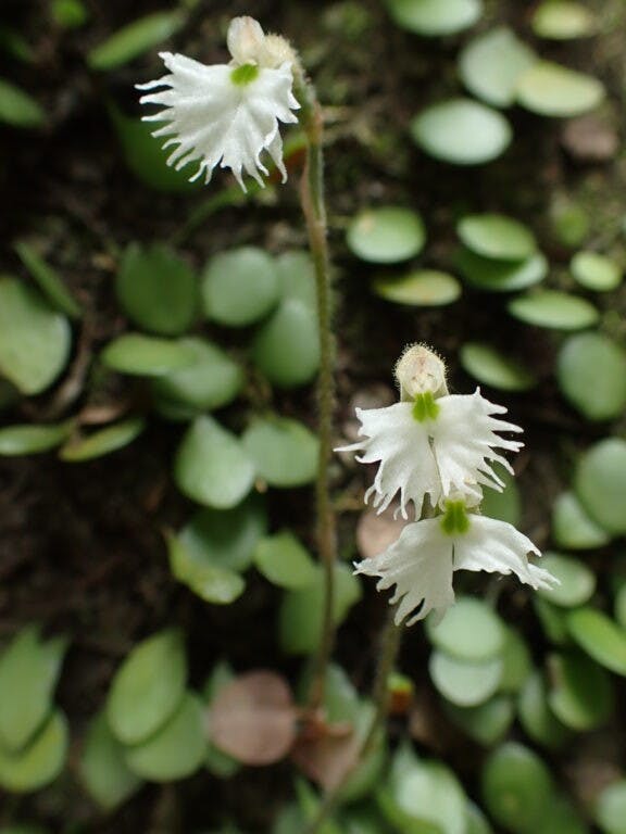 圖十四：雲南叉柱蘭（Cheirostylis yunnanensis）