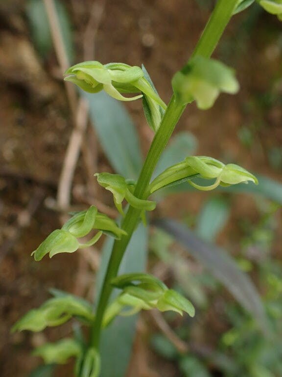 圖八：小舌唇蘭（Platanthera minor）