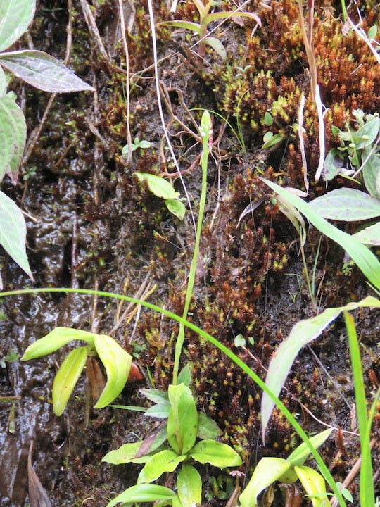 圖二十二、腋唇蘭（Maxillaria acuminata）