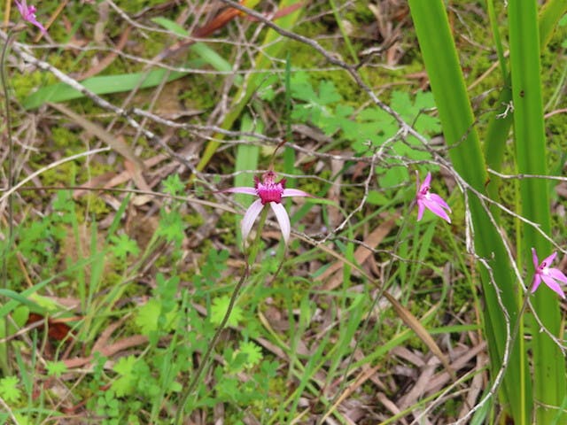 圖十三：蜘蛛蘭Caladenia gardneri（Cherry Spider Orchid）