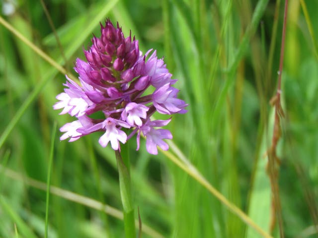 圖八：倒距蘭（Anacamptis pyramidalis）。