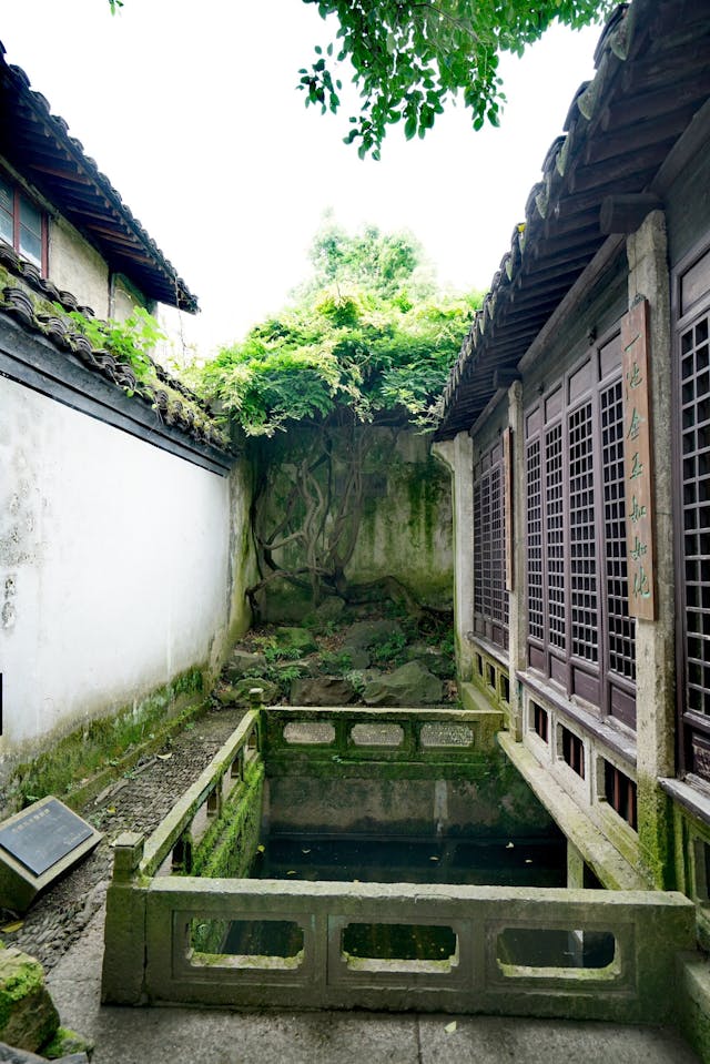 池西種植一株青藤，為徐渭手植，枝幹蟠曲，大如虯松，通過粉牆的映襯，在幾縷陽光照耀下，樹影婆娑。