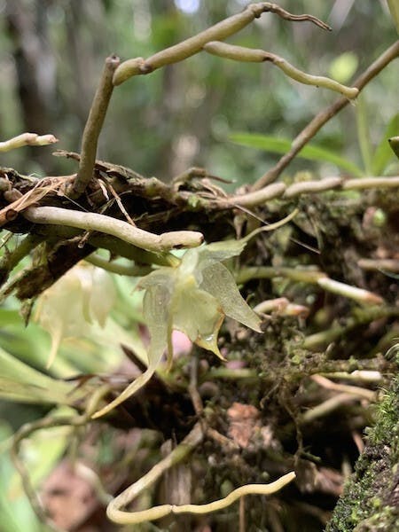 圖二十三，擬風蘭屬Aeranthes orophila