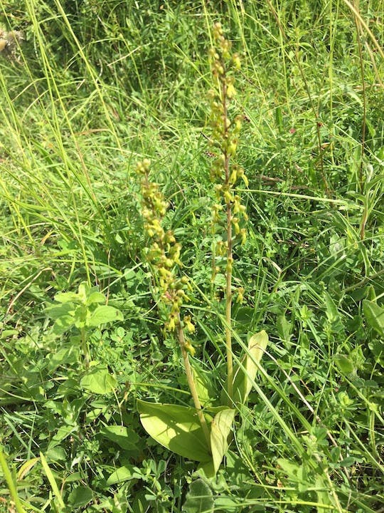 圖十一：對葉蘭（Neottia ovata）。