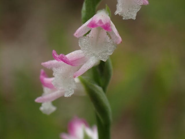 圖十六：綬草（Spiranthes sinensis）