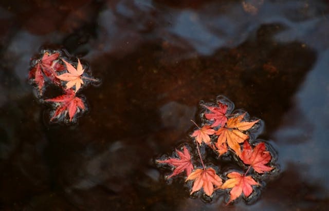 紅色的葉子泛在湖上。