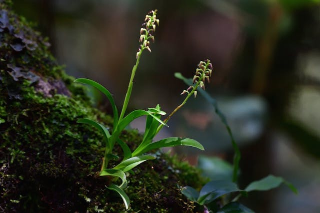 圖十一，多穗蘭屬Polystachya tsinjoarivensis