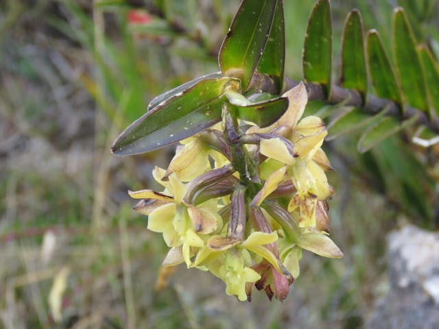 圖四、樹蘭（Epidendrum excisum）