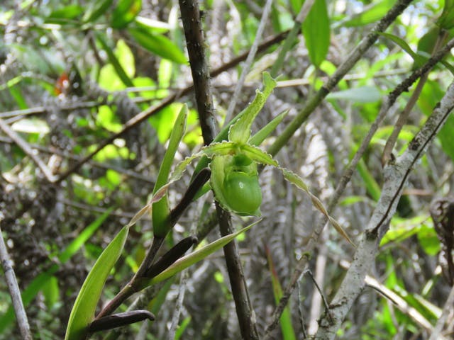 圖三十七、南美拖鞋蘭（Phragmipedium czerwiakowianum）