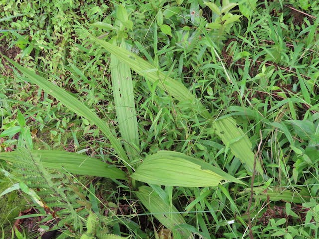 圖二十三，鶴頂蘭屬 Phaius pulchellus