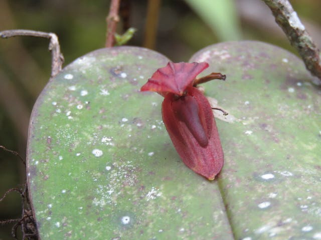 圖三十、碗唇蘭（Scaphyglottis prolifera）