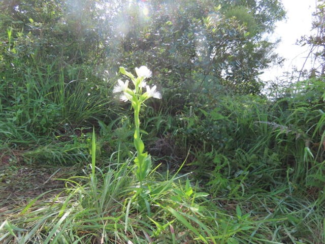 圖四：白蝶蘭（Pecteilis susannae）