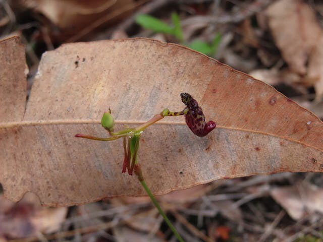 圖二十五：錘子蘭Drakaea livida（Warty Hammer Orchiod）