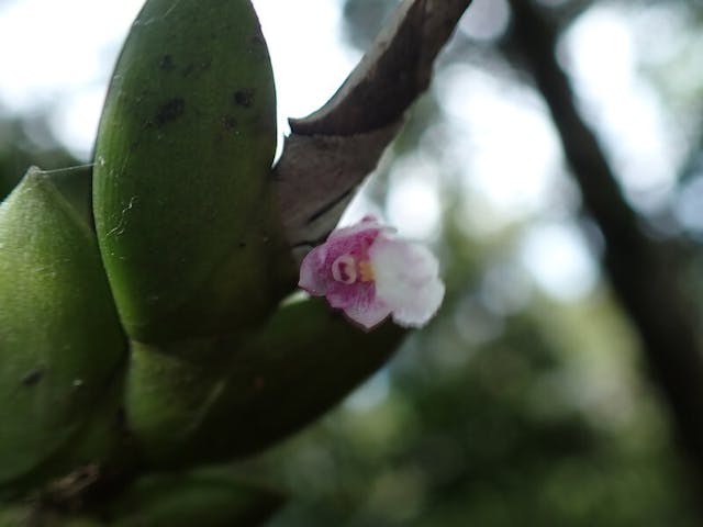 圖九：劍葉石斛（Dendrobium rosellum）