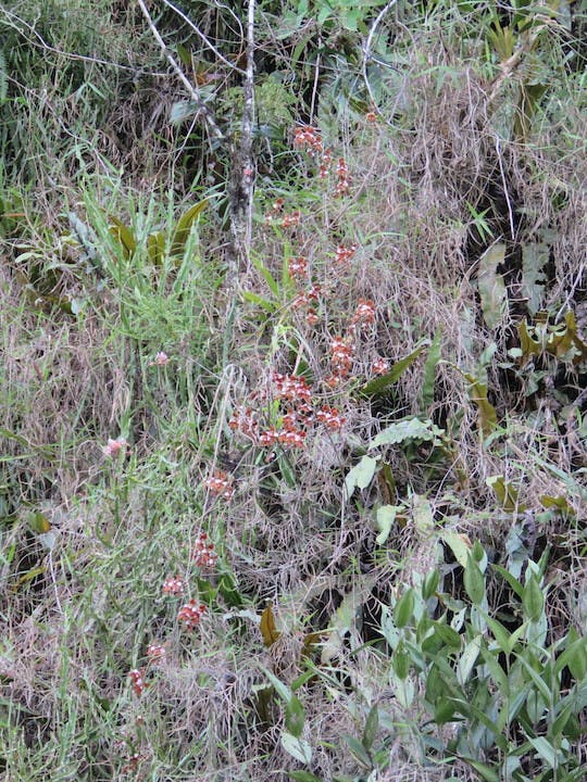 圖五十一、彎唇蘭（Cyrtochilum pastazae）