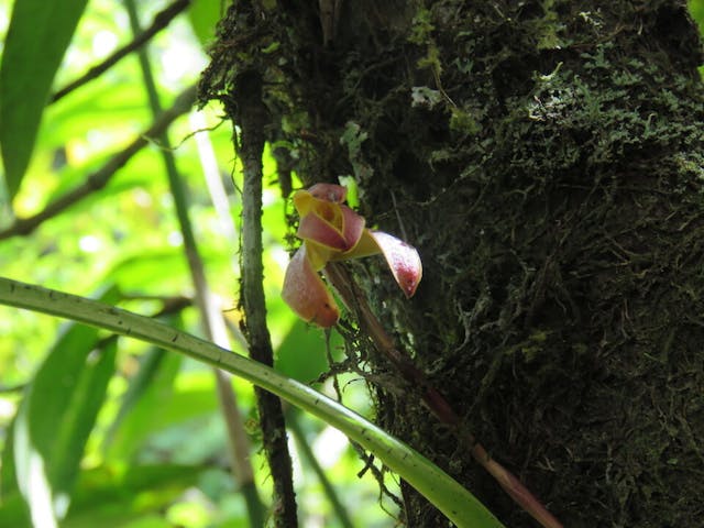 圖十二、彎唇蘭（Cyrtochilum）