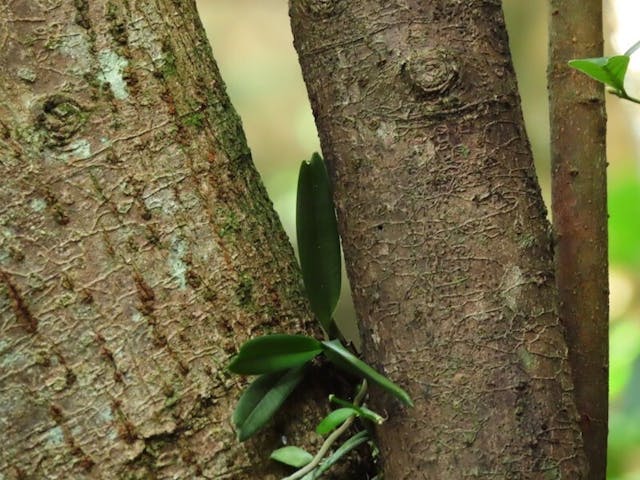 圖三十：今天筆者又在一個樹幹的分枝發現一株疑似狐尾蘭（Rhynchostylis）的小苗。（攝於2020年10月5日）