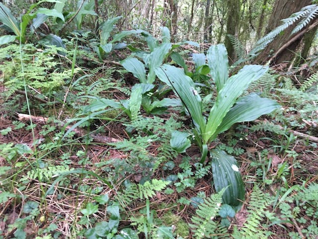 圖七：阿里山根節蘭（Calanthe arisanensis）。