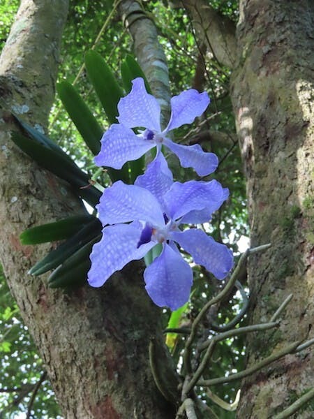 （圖四）大花萬代蘭（Vanda coerulea）得天獨厚，愈開愈藍，再加上花瓣上的網紋，藍得更覺銷魂。