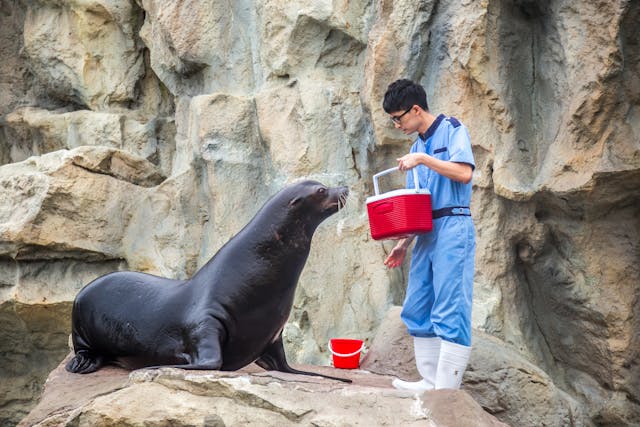 海洋公園和外判的獸醫團隊也是在有限資源下執行措施。（Shutterstock）