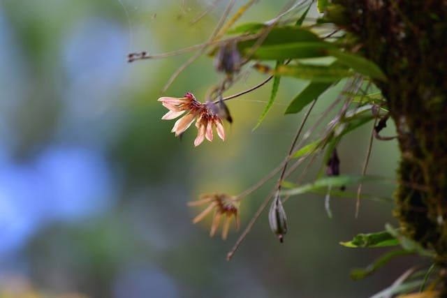 圖六，豆蘭屬Bulbophyllum longiflorum