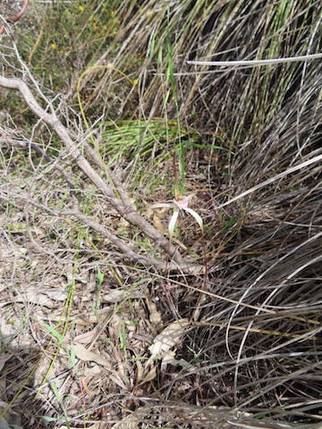 圖五：蜘蛛蘭（Spider Orchid）在陽光充沛的地方，經常藏身於Western Australian Grasstree（Xanthorrhoea Preissii）。