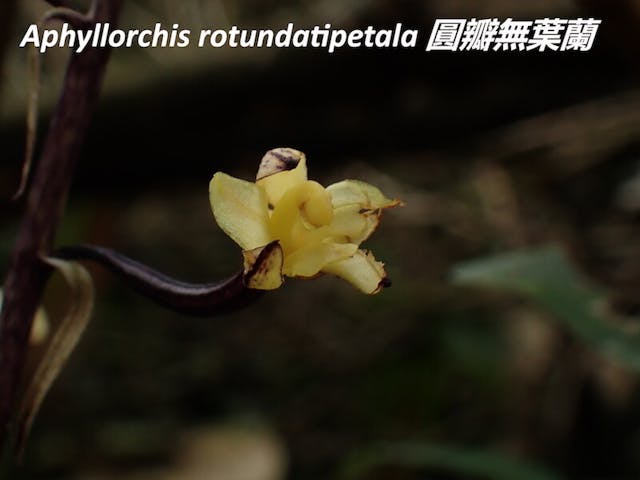 圖十、圓瓣無葉蘭（Aphyllorchis rotundatipetala）