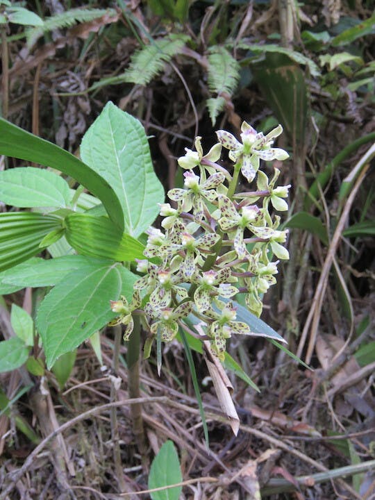 圖五十九、樹蘭（Epidendrum vespa）