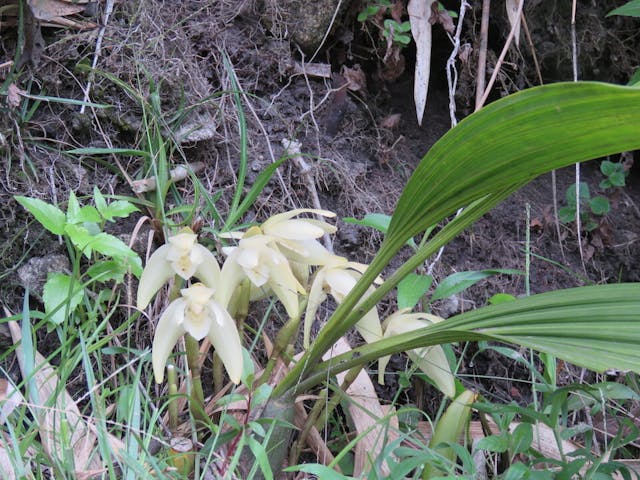 圖二十、Telipogon hausmannianus黃底紅網，對比強烈。