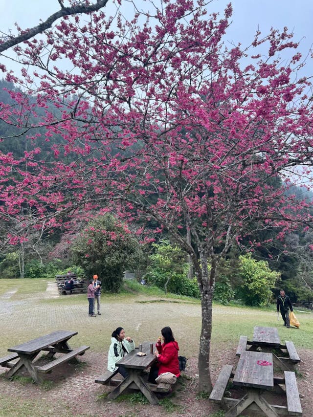 一陣微風，下了一陣櫻花雨落滿一地。