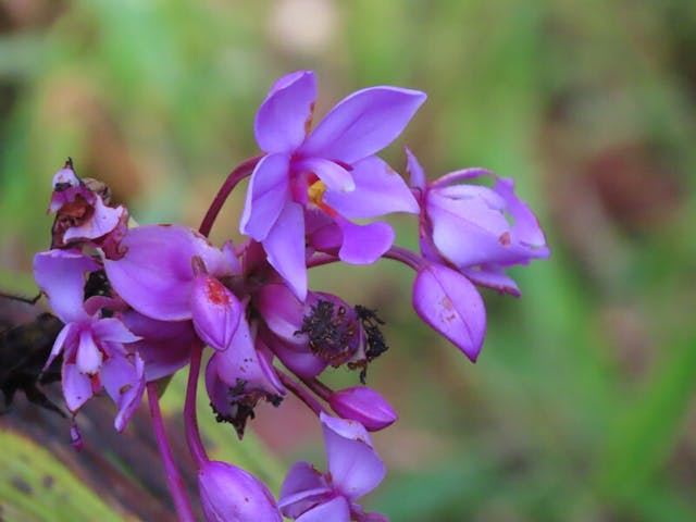 圖十：紫花苞舌蘭（Spathoglottis plicata）