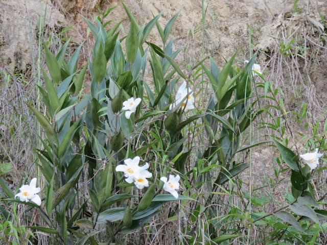 圖四十九、折葉蘭（Sobralia virginalis）