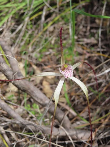 圖十：蜘蛛蘭Caladenia serotina（Christmas Spider Orchid）