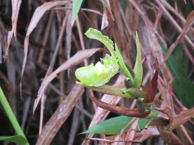 圖四十七、南美拖鞋蘭屬Phragmipedium reticulatum